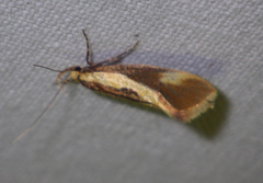 Harpella forficella
