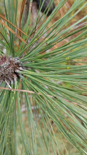 Image of Pinus hartwegii by (c) Alan Rockefeller, some rights reserved (CC BY)