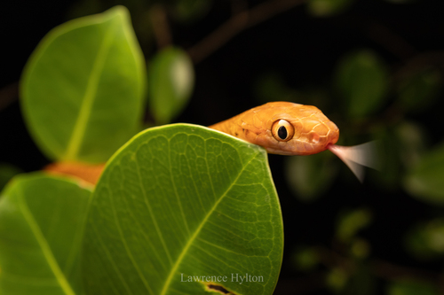 Brown Tree Snake sighting