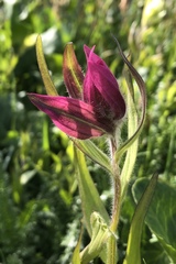 Castilleja rhexiifolia