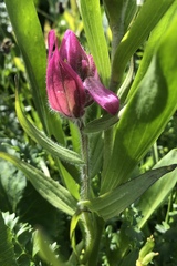 Castilleja rhexiifolia