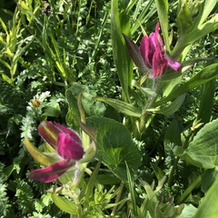 Castilleja rhexiifolia