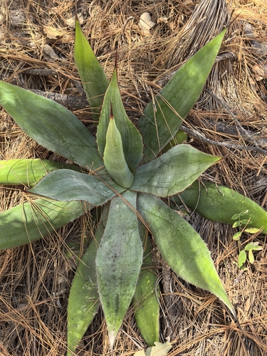 Agave maximiliana
