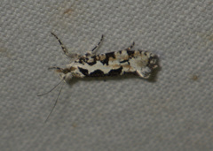 Ypsolopha sequella