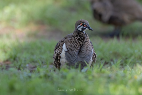 Squatter Pigeon (Geophaps scripta), photo 4