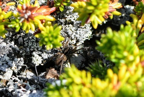 Treeline Wolf Spider