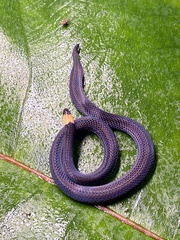 Gray Ground Snake photo 4
