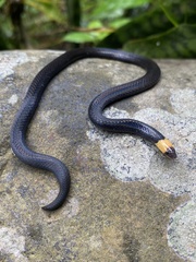 Gray Ground Snake photo 2