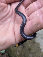 Gray Ground Snake photo 3