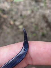 Gray Ground Snake photo 5