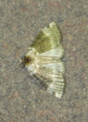 Tetheella fluctuosa