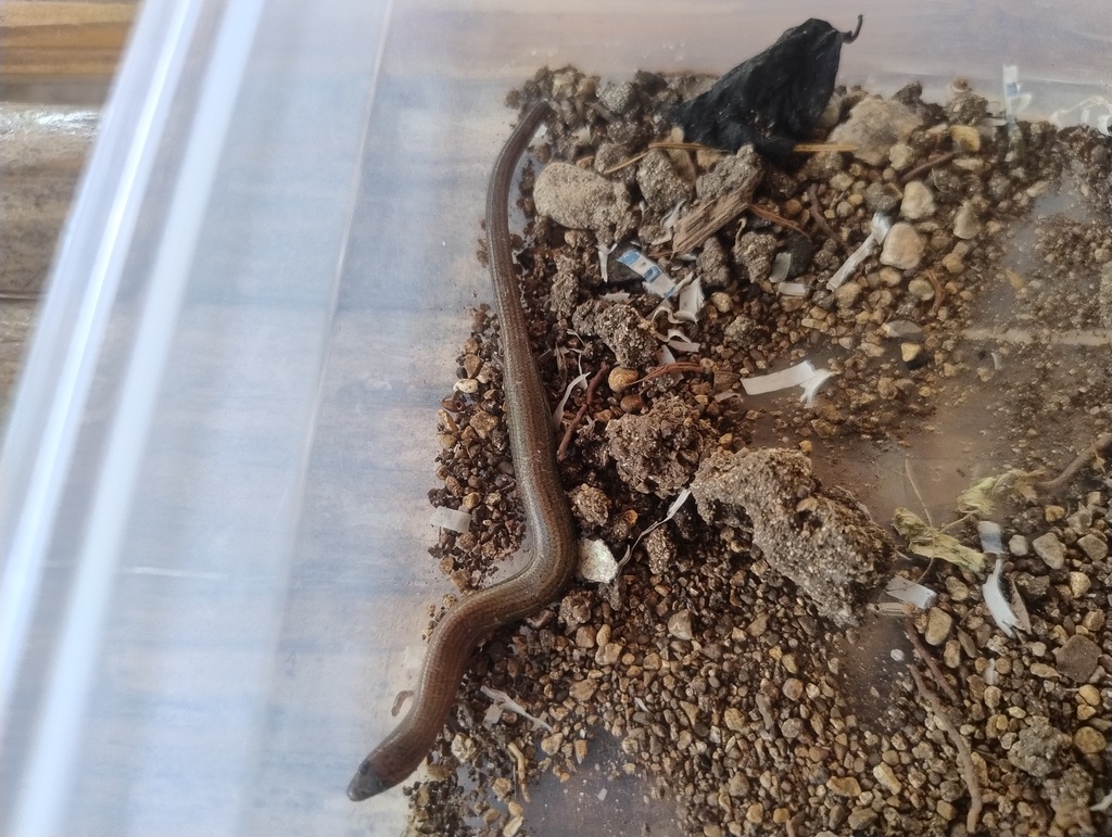 Palawan Supple Skink