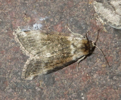 Tetheella fluctuosa