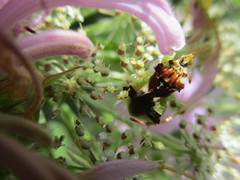 Phymata americana americana
