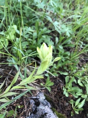 Castilleja occidentalis