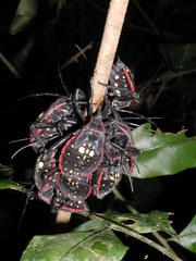 Pachylis pharaonis