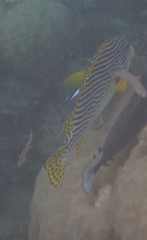 Plectorhinchus lineatus