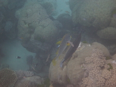 Plectorhinchus lineatus
