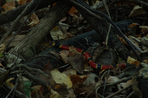 Brown's Coral Snake (Micrurus browni)