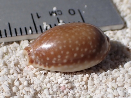 Cypraea semiplota observed 2025-02-07