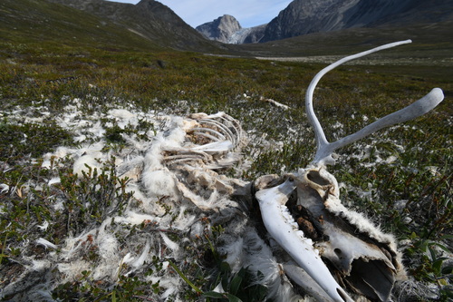 Caribou (Rangifer tarandus), a lookalike recorded in Alaska