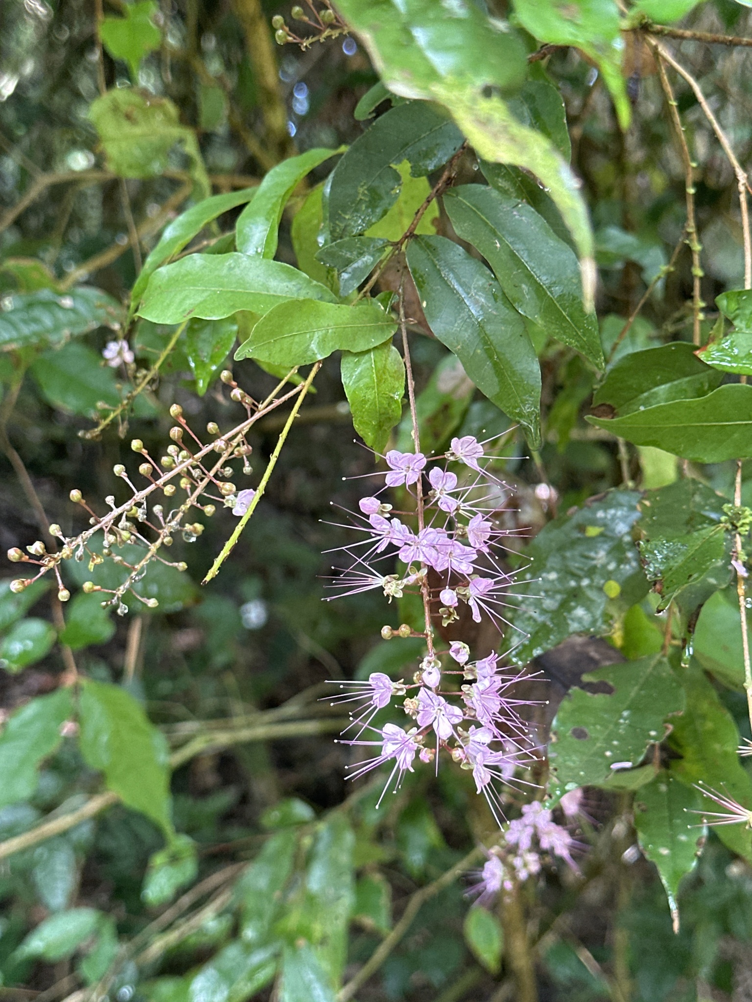 Imagem de Cereja-do-mato
