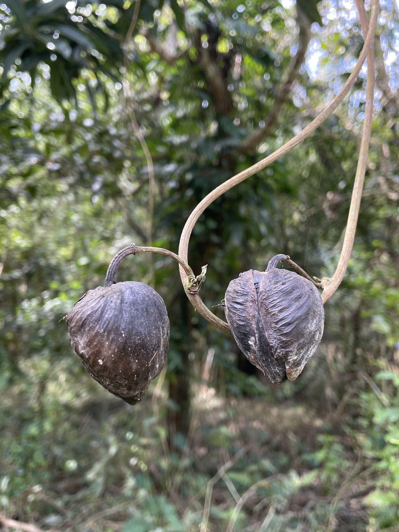 Imagem de Jitirana