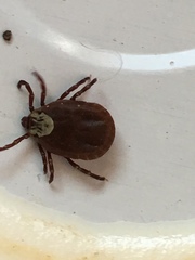 Dermacentor variabilis