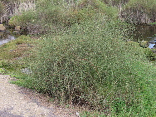 Image of Duma florulenta by (c) ian_mcallan, some rights reserved (CC BY)