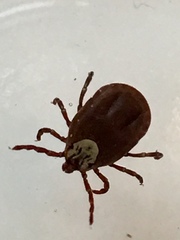 Dermacentor variabilis