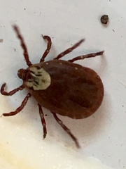 Dermacentor variabilis