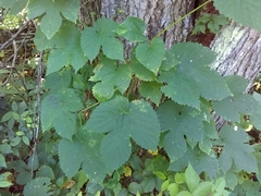 Humulus lupulus