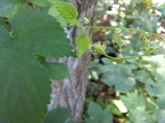 Humulus lupulus