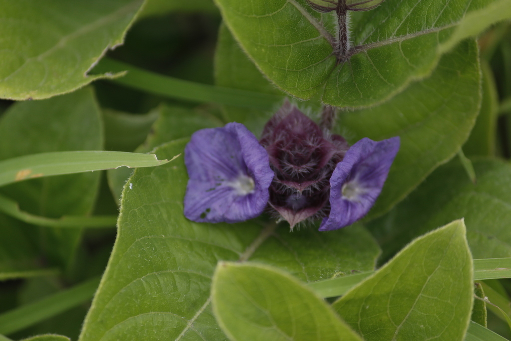 Neuracanthus