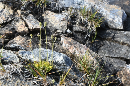 Tofieldia pusilla, photograph 1