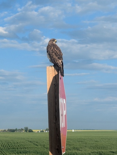 Swainson's Hawk