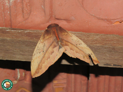 Automeris larra