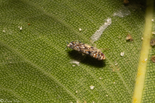 Scaphoideus pristidens observed 2025-02-07