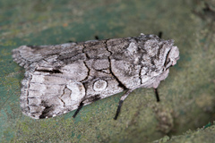Sympistis chionanthi