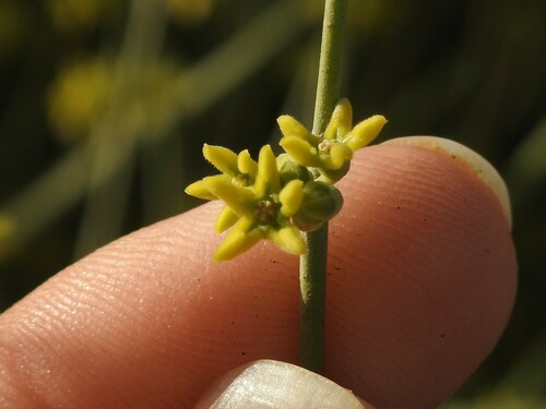 Image of Leptadenia pyrotechnica by (c) Eduardo Luis Beltrocco, some rights reserved (CC BY)
