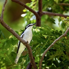 Pied Triller photo 2