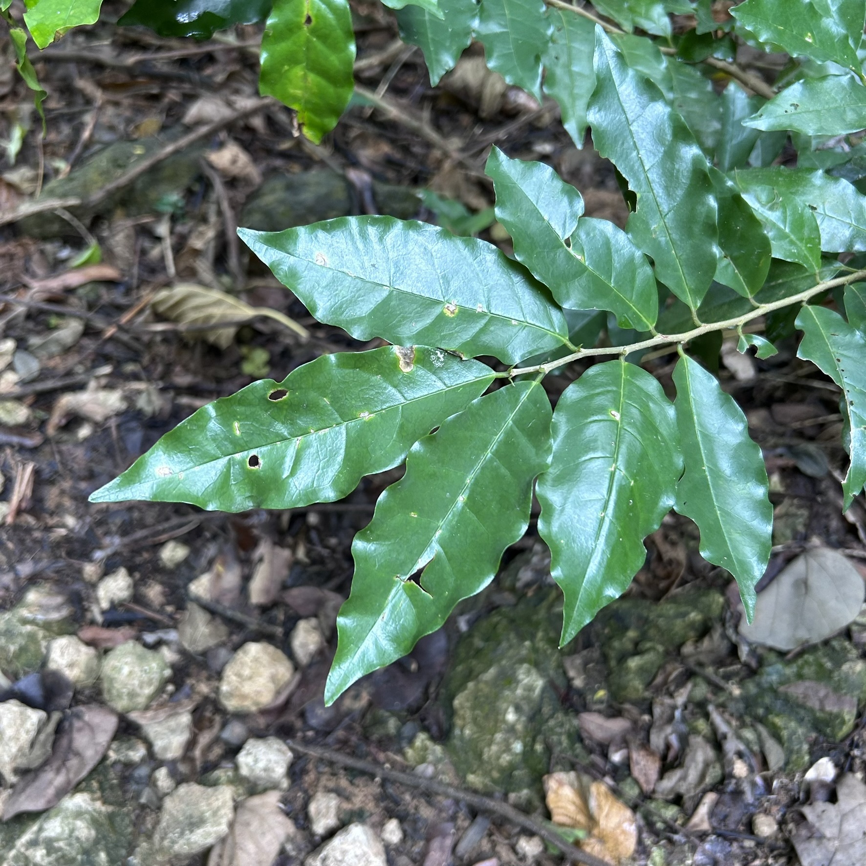 Imagem de Bacuri-sororoca