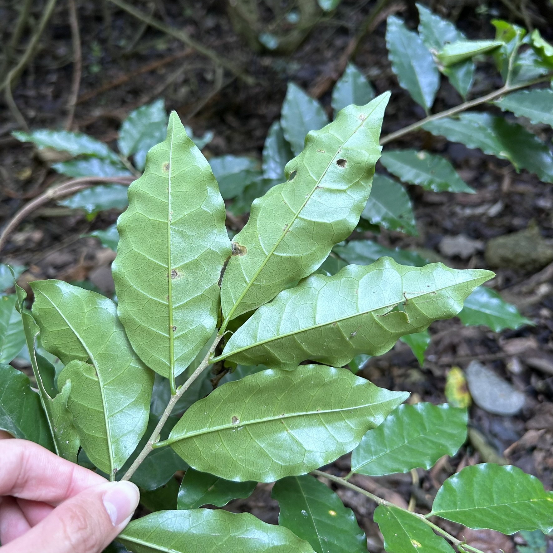 Imagem de Bacuri-sororoca