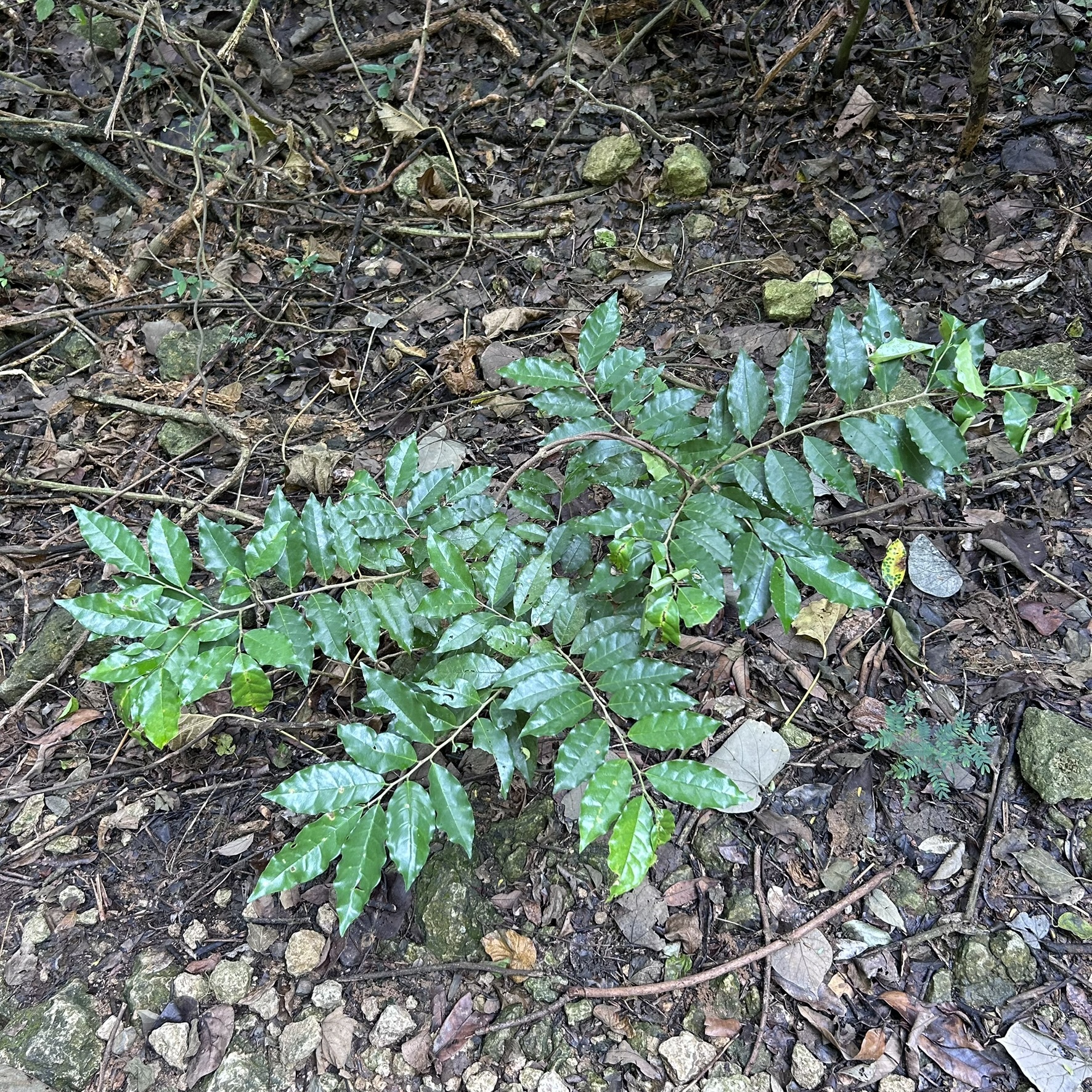 Imagem de Bacuri-sororoca
