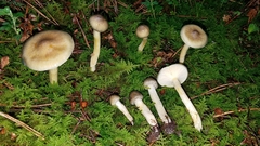 Hygrophorus hypothejus