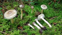 Hygrophorus hypothejus
