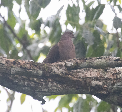 Ruddy Pigeon (Patagioenas subvinacea), photo 9