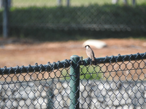 White-eared Bulbul (Pycnonotus leucotis), photo 9