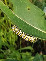 Danaus plexippus