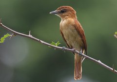 Cinnamon Becard photo 1